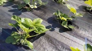 АГРОТКАНЬ, ЛУЧШАЯ МУЛЬЧА для клубники! Обрабатываем клубнику от клеща.