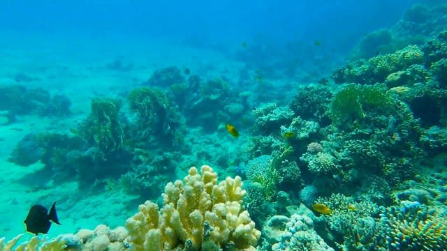 «Дайвинг в Египте» мой первый опыт погружения в Шарм-Эль-Шейхе.Diving In Egypt. Autunno 2019