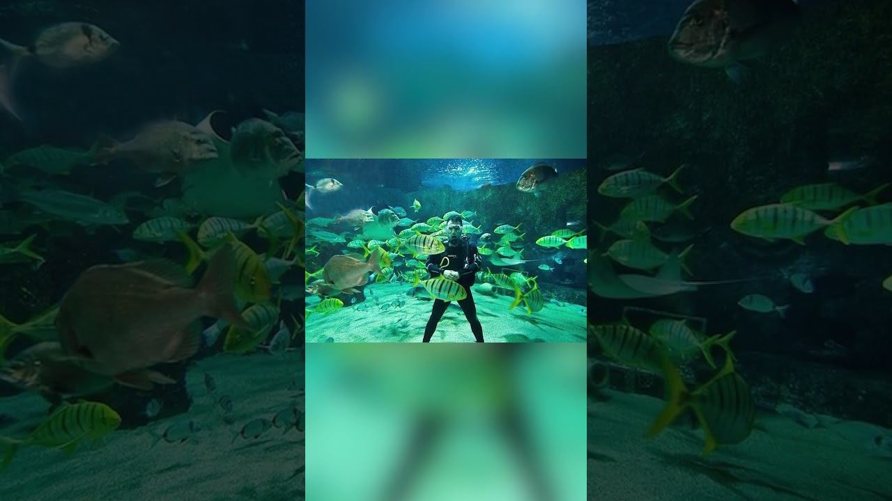 В этом аквариуме живут акулы смотреть онлайн