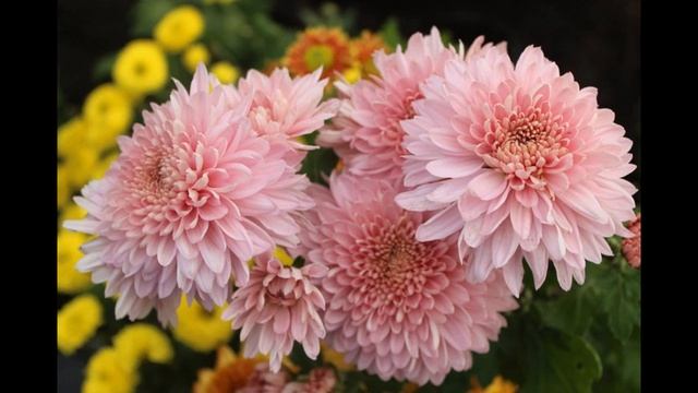 Как сохранить срезанные хризантемы подольше смотреть онлайн