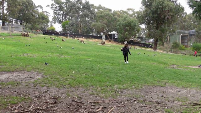Ballarat Wildlife Park, well worth the visit! Ballarat Victoria. смотреть онлайн