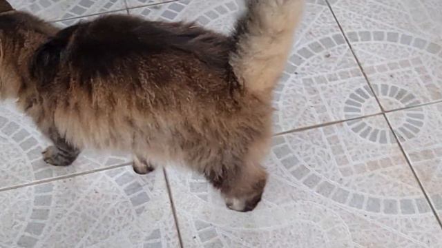 УКРАШАЕМ ДОМ К НОВОМУ 2022 ГОДУ ТИГРА! смотреть онлайн