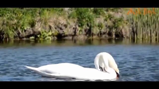 САМЫЕ ВЕРНЫЕ ПАРЫ В ЖИВОТНОМ МИРЕ. смотреть онлайн