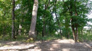 Горихвостка-чернушка, Пение птиц в Кавказском лесу.