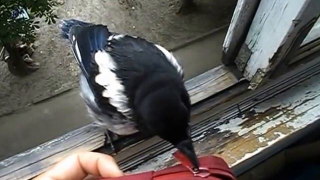 Домашняя сорока. смотреть онлайн