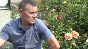 Розы-моя страсть! В гостях у розовода Валерия Кудряшова.