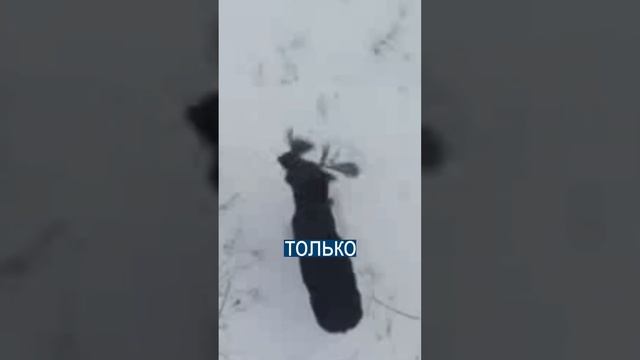 Редкие кадры лось сбрасывает рога смотреть онлайн