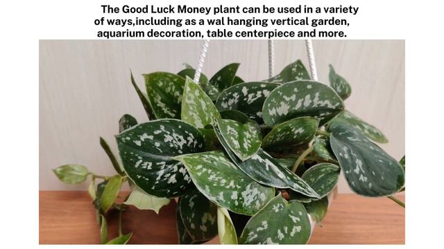 Silver Scindapsus Money Plant Hanging смотреть онлайн