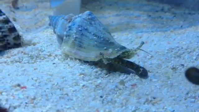 Strawberry Conch - Strombus luhuanus смотреть онлайн