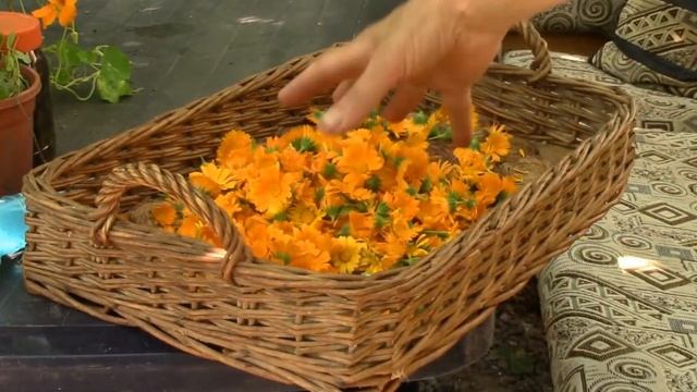 Пряно ароматические растения. Какие пряные растения растут у нас в саду ? смотреть онлайн