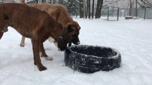 Kangal vs Boxer.Walk with dog