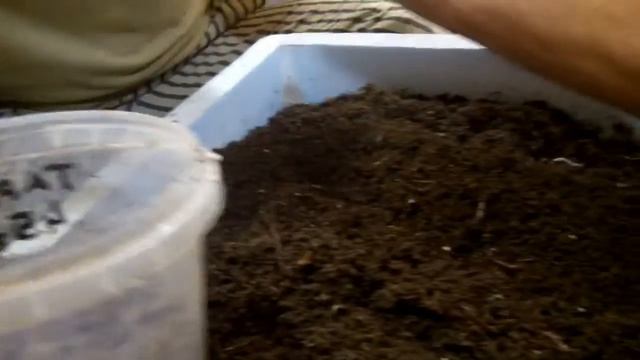 Дендробена на выгон в товарного червя. смотреть онлайн