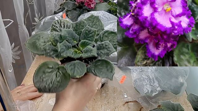 Фиалочка зацвела во время переукоренения! смотреть онлайн