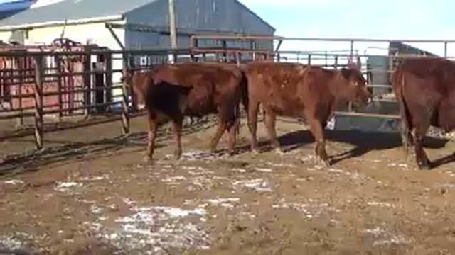 Kelly Armstrong Red Cows смотреть онлайн