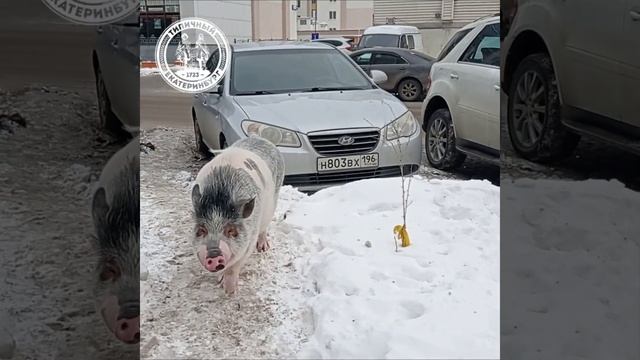 Карликовая свинья живёт в обычной квартире смотреть онлайн