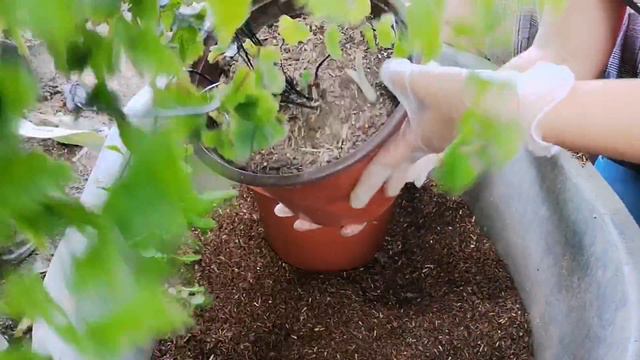 REPOTTING SCINDAPSUS TREUBII MOONLIGHT/MAINDEN HAIR FERN AT PHILODENDRON MAMEI|HOW TO REPOT