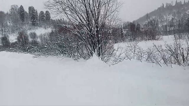 7 Января 2024.По тайге. Шаг 4 смотреть онлайн