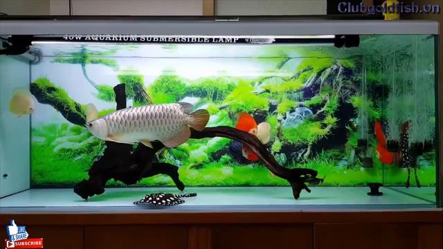 Dreams Arowana + Discus and Sam - Goldfish Club смотреть онлайн