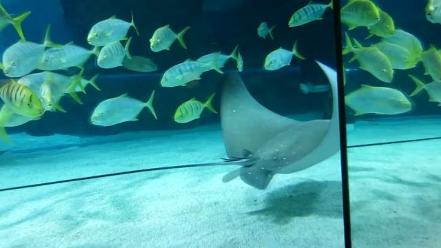 Какие бывают скаты смотреть онлайн