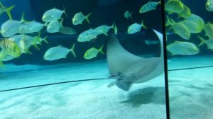 Какие бывают скаты