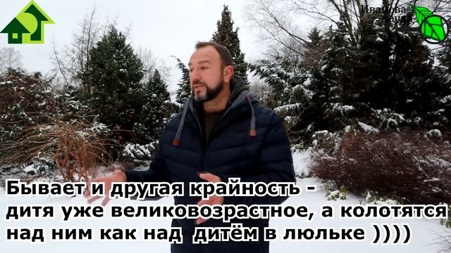 ОЧЕНЬ КРАСИВЫЕ ТУИ БЕЗ ШИШЕК: ЯРКИЕ, ИЗУМРУДНЫЕ, КРАСИВЫЕ, без ЖЕЛТИЗНЫ и СУХИХ ВЕТОК! смотреть онлайн