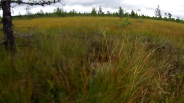 По болоту... смотреть онлайн