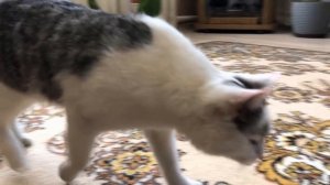 РОЗЫГРЫШ НАД КОТАМИ! СМЕШНОЙ КОТ И КОШЕЧКА МУРКА ! ПРИКОЛЫ С КОТАМИ! ОЧЕНЬ СМЕШНОЙ ПРИКОЛ