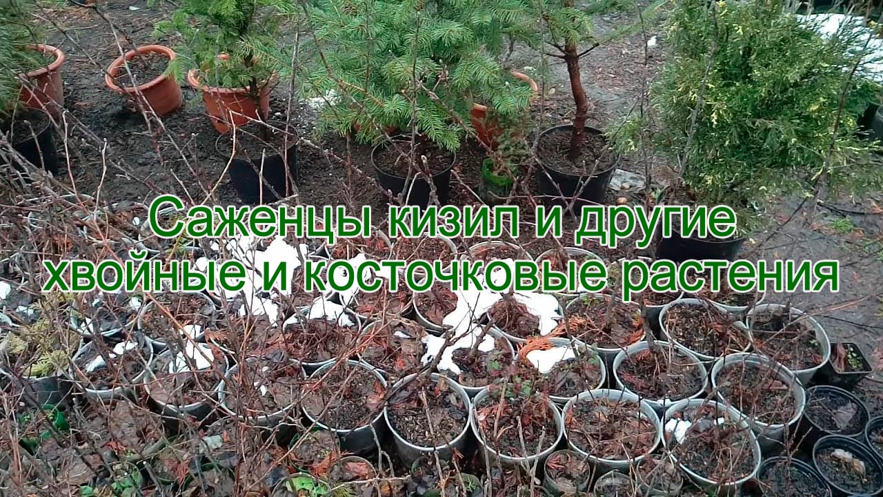Саженцы кизил и другие хвойные и косточковые растения смотреть онлайн