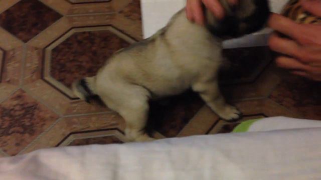 Маленький мопс Джейк смотреть онлайн