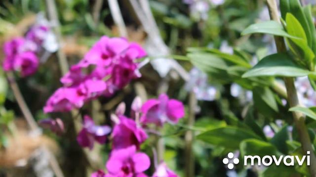 Выставка орхидей смотреть онлайн