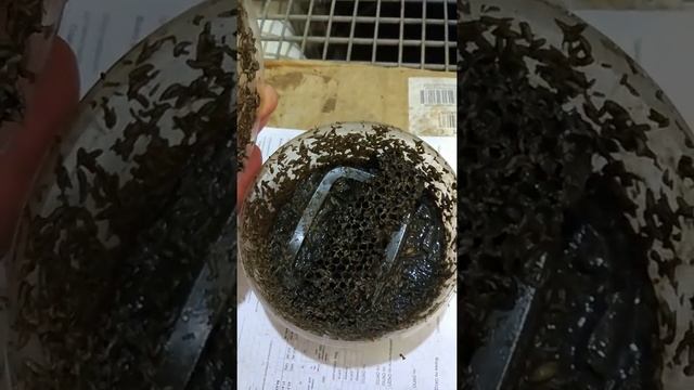 Кладки в сотах смотреть онлайн