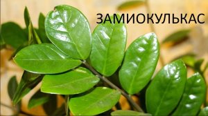 Замиокулькас или как не надо поливать.