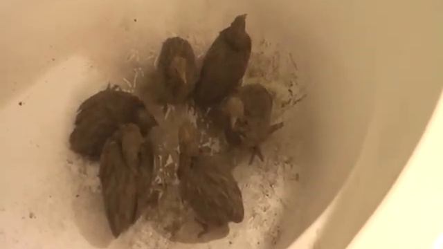 Вот-так они отряхиваються от золы. смотреть онлайн
