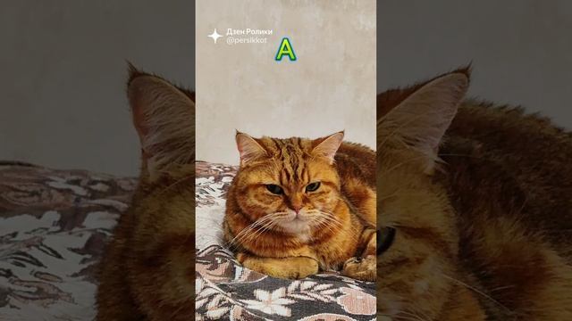 тест на шизофрения ку???❄️