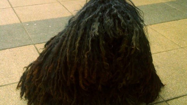 Собака породы Пуля Одри в Хевиз #Heviz#dog#funny #funnydogs