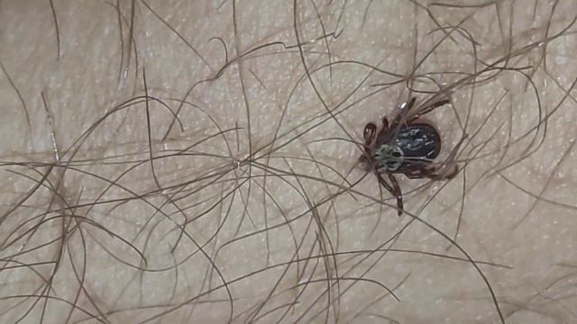 Загадочные жизни диких животных