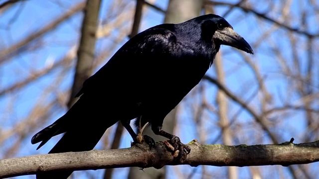 Весна,грачи прилетели.Интересные факты про грачей смотреть онлайн