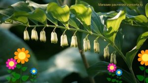 Купена многоцветковая. Краткий обзор, описание характеристик, где купить саженцы