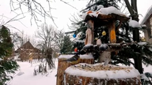 Птицы на кормушке, сезон 2023/2024, день №50 смотреть онлайн