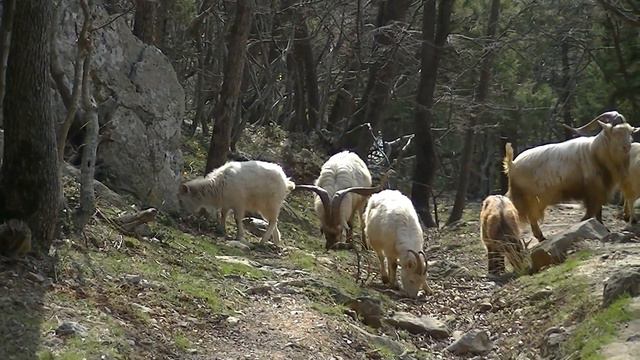 Реальные козлы, но симпатяги  Крым Ялта Гаспра. Real Goats, But Sympathetic. Crimea Yalta Gaspra.