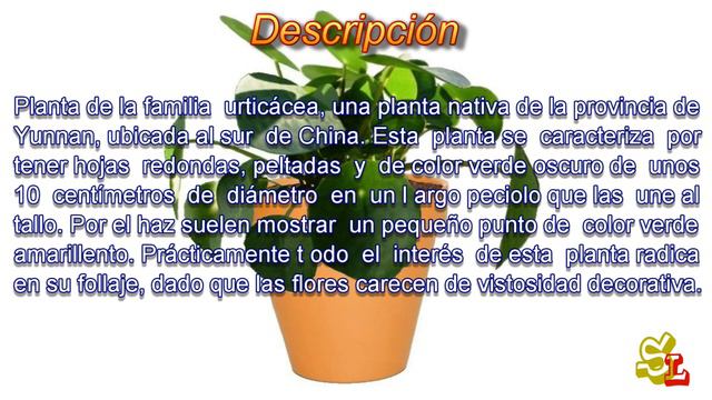 Pilea peperomioides - Planta del dinero china - Planta para interior смотреть онлайн