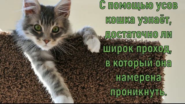 Зачем кошке усы смотреть онлайн