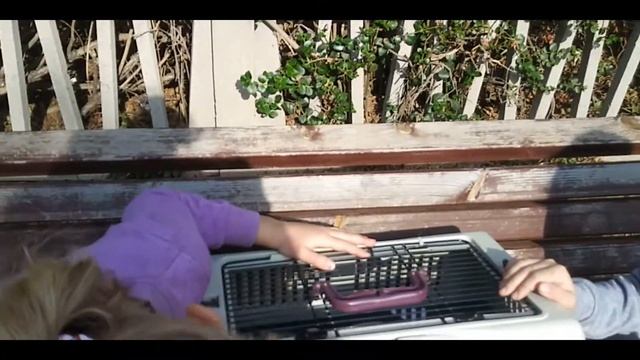 Купили котенка сфинкса для бабушки!c Ananas pati смотреть онлайн