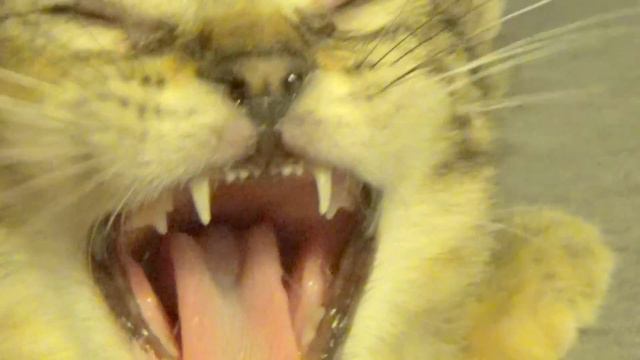 Kitten Conjunctivitis & How To Treat It ~ Care Info In Comments ~ Eye Infections This Bad Need A Ve смотреть онлайн