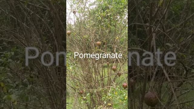 How many fruit trees can you guess? смотреть онлайн