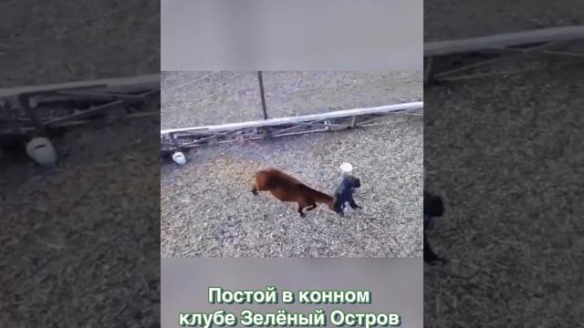 Постой в конном клубе Зелёный Остров смотреть онлайн