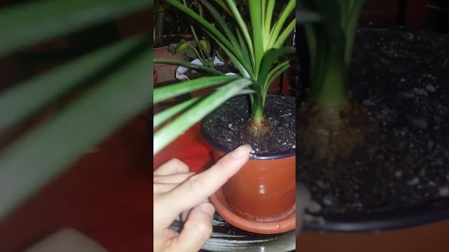 Нолина жəне қасындағы көршілері ☺ смотреть онлайн