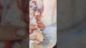 Вырезаем струю бобра