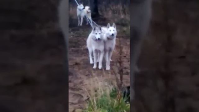 Вовик С Туруханского края и Варвар С Туруханского края 6 месяцев. смотреть онлайн