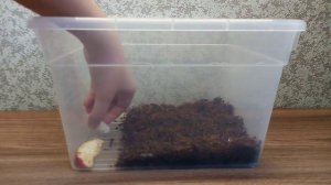 Как обустроить домик для улиток ахатин🐌🏠